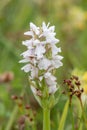 Spotted-orchid, Dactylorhiza maculata, white flowers